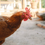 CENOTIC Engenharia LTDA