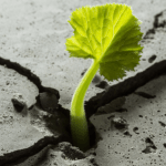 Jacques Dimas Mattos Albuquerque de Souza